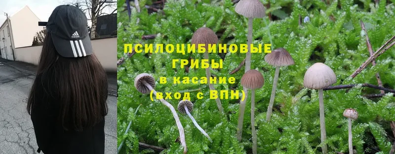 Галлюциногенные грибы Psilocybe  купить наркотики сайты  Лысково 